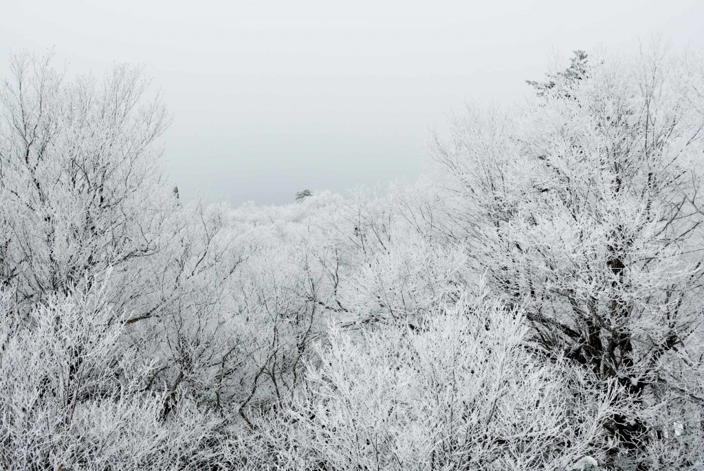 Ice, forest, fog
