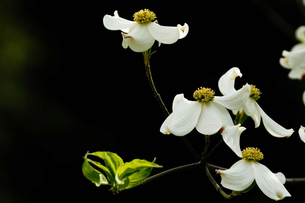Dogwoods in Georgia